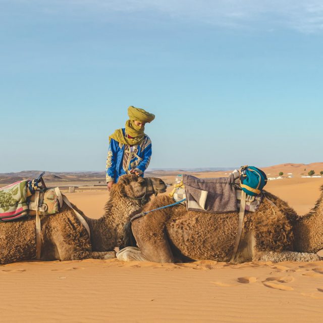 Sahara - Maroko 2019 - 2 velbloudi a beduín - Andyho Cestopisy